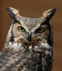 great horned owl