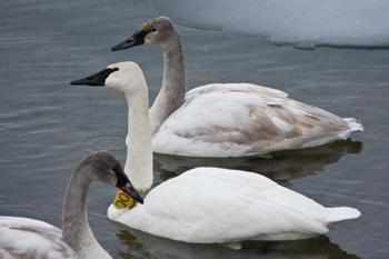 A trumpeter parent and two offspring