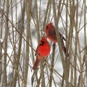 Northern Cardinals