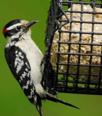 Downy Woodpecker at suet feeder