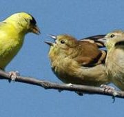 Male goldfinch feeds young