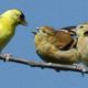 Male goldfinch feeds young