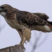 Red-tailed Hawk