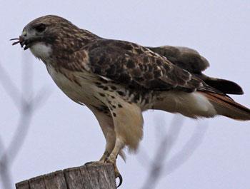 Red-tailed Hawk