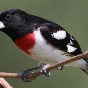 Male Rose-breasted Grosbeak