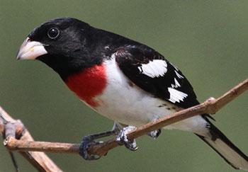 Male Rose-breasted Grosbeak