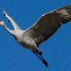 Sandhill Crane