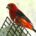 Scarlet Tanager