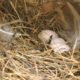 Tree Swallow nest