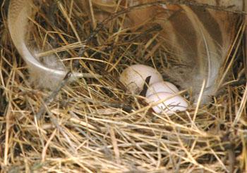 Tree Swallow nest