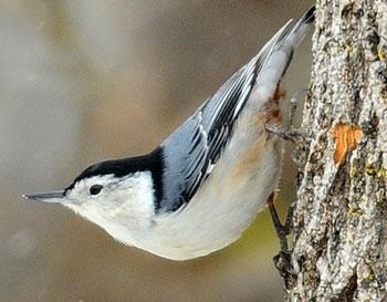 White-breasted Nuthatch