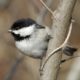 black-capped chickadee