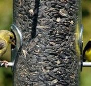 American goldfinches