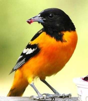 Baltimore Oriole