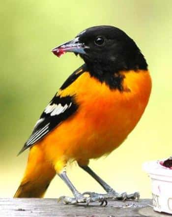 Baltimore Oriole