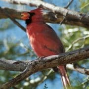 Northern cardinal singing