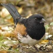 Eastern Towhee