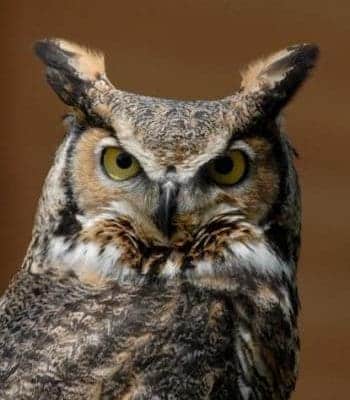 great horned owl