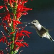 Ruby-throated hummingbird