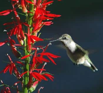 Ruby-throated hummingbird