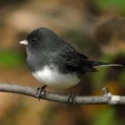 Junco