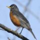 American Robin