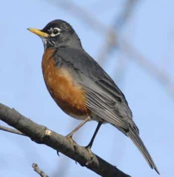 American Robin