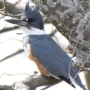 female belted kingfisher