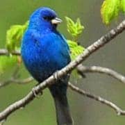 Indigo Bunting