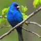 Indigo Bunting