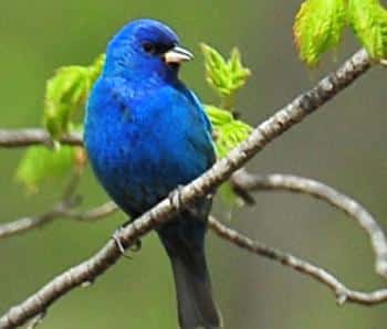 Indigo Bunting