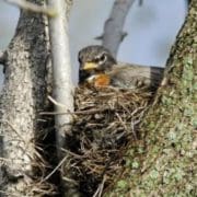 American Robin