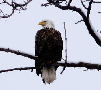 bald eagle