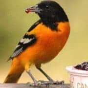 Baltimore Oriole at Jelly Feeder