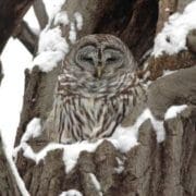 Barred Owl in Winter