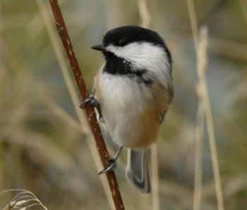 Black-capped Chickadee