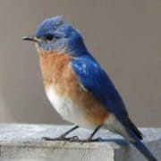 Eastern Bluebird