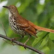 Brown thrasher