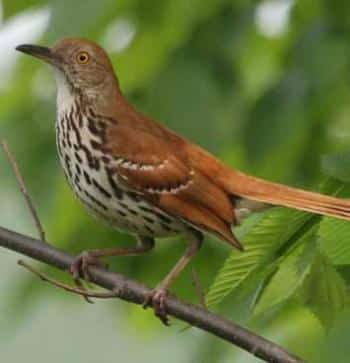 Brown thrasher