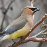 Cedar Waxwing