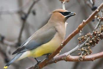 Cedar Waxwing