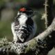 Downy woodpecker