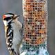 Downy Woodpecker