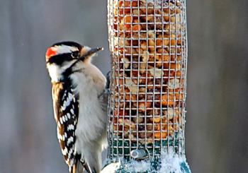 Downy Woodpecker