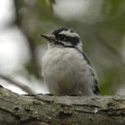 Downy woodpecker