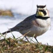 Horned lark