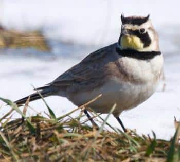 Horned lark