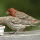 House Finches