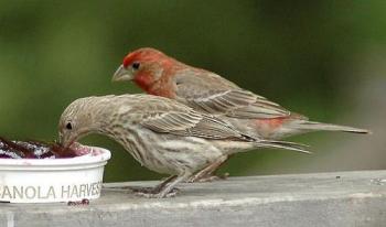 House Finches