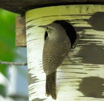 House Wren